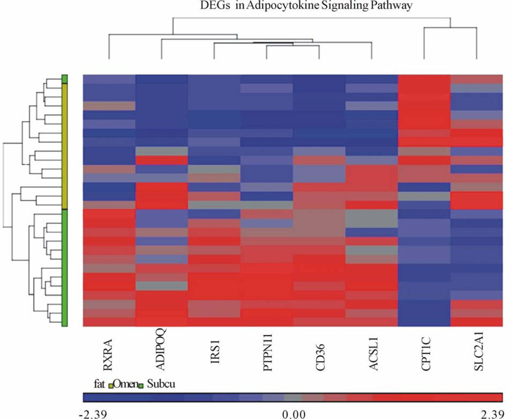 Differentially expressed genes in adipocytokine signaling pathway of adipose tissue in pregnancy.