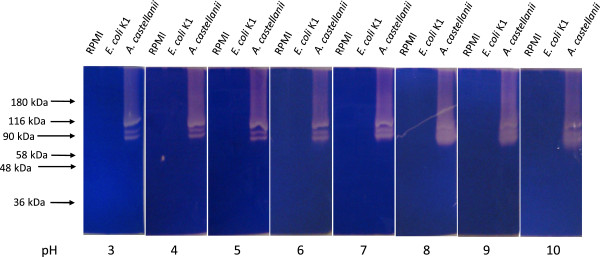 Neuropathogenic Escherichia coli K1 does not exhibit proteolytic activities to exert its pathogenicity.