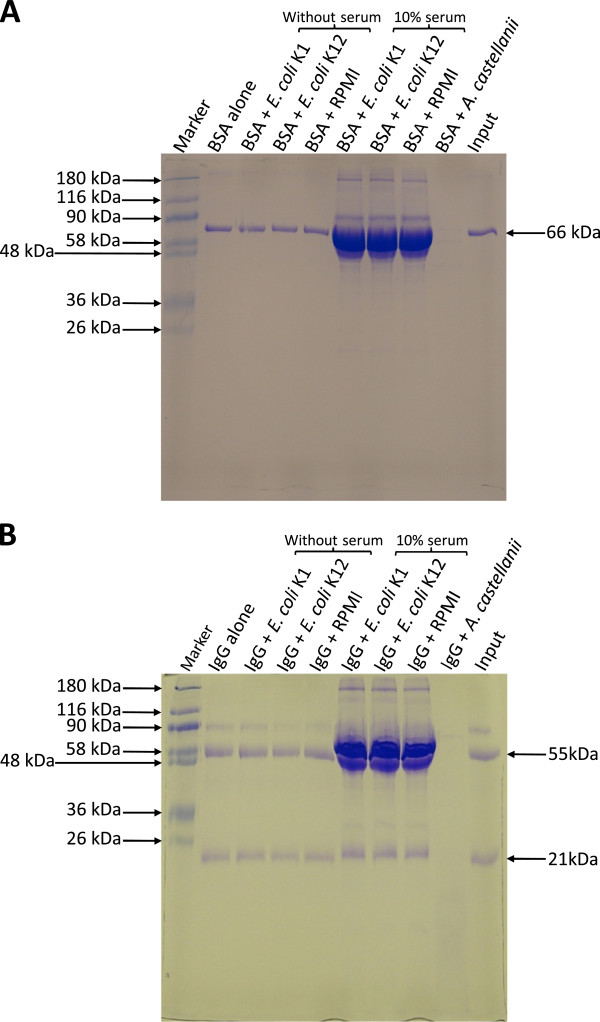 Neuropathogenic Escherichia coli K1 does not exhibit proteolytic activities to exert its pathogenicity.