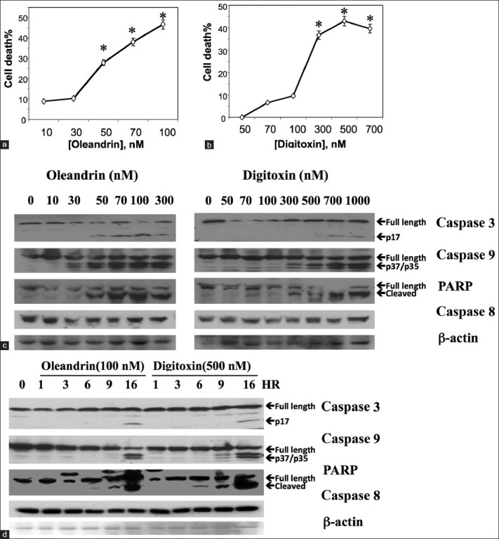 Digitoxin induces apoptosis in cancer cells by inhibiting nuclear factor of activated T-cells-driven c-MYC expression.