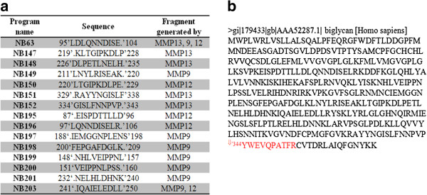 Biglycan fragmentation in pathologies associated with extracellular matrix remodeling by matrix metalloproteinases.