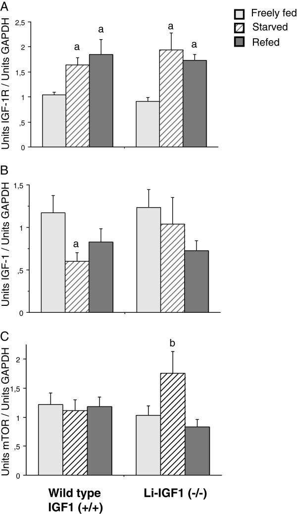 Liver-derived endocrine IGF-I is not critical for activation of skeletal muscle protein synthesis following oral feeding.