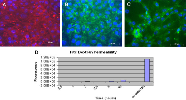 Human and mouse brain-derived endothelial cells require high levels of growth factors medium for their isolation, in vitro maintenance and survival.