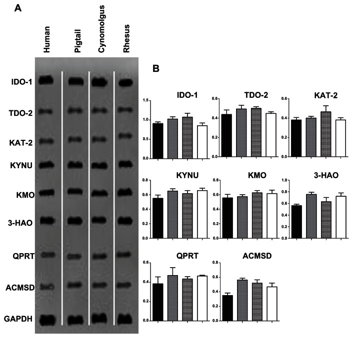 Characterization of the kynurenine pathway and quinolinic Acid production in macaque macrophages.