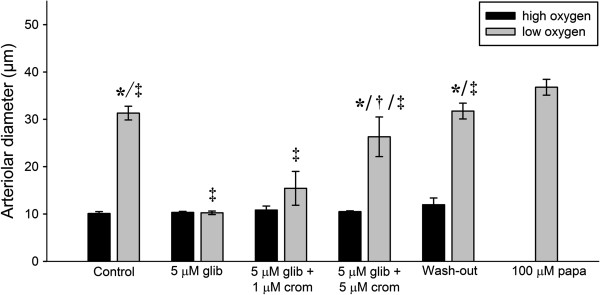 Significance of K(ATP) channels, L-type Ca²⁺ channels and CYP450-4A enzymes in oxygen sensing in mouse cremaster muscle arterioles in vivo.