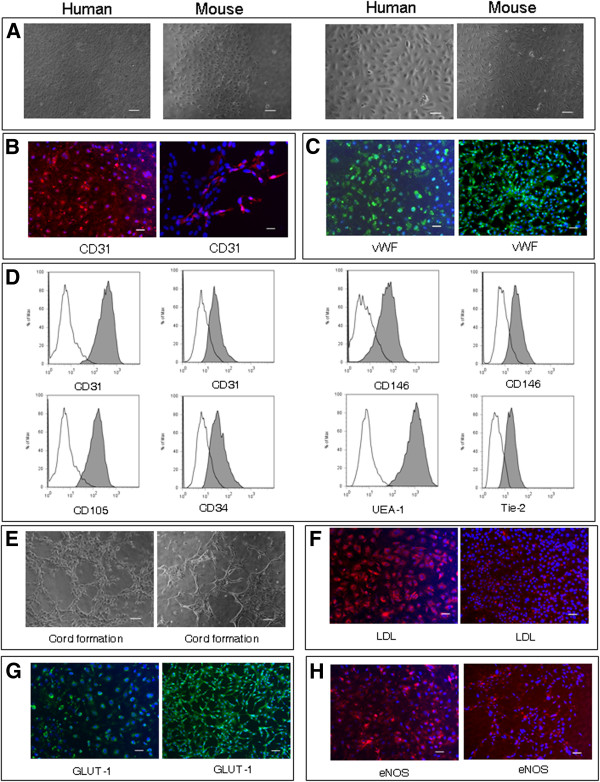 Human and mouse brain-derived endothelial cells require high levels of growth factors medium for their isolation, in vitro maintenance and survival.