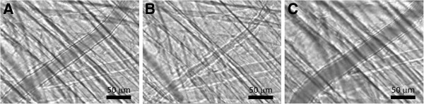 Significance of K(ATP) channels, L-type Ca²⁺ channels and CYP450-4A enzymes in oxygen sensing in mouse cremaster muscle arterioles in vivo.