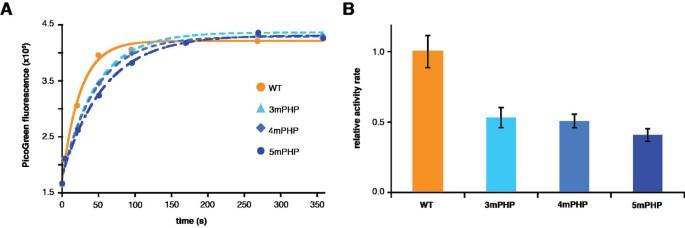 A structural role for the PHP domain in E. coli DNA polymerase III