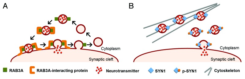 Synaptic protein dysregulation in myotonic dystrophy type 1: Disease neuropathogenesis beyond missplicing.