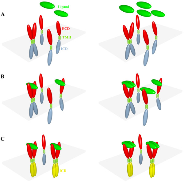 Activation of signaling receptors: do ligands bind to receptor monomer, dimer, or both?