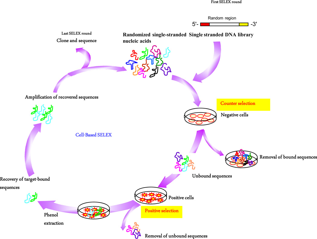 Nucleic Acid Aptamers as Potential Therapeutic and Diagnostic Agents for Lymphoma.