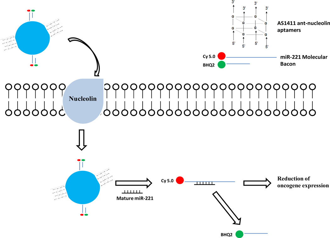 Nucleic Acid Aptamers as Potential Therapeutic and Diagnostic Agents for Lymphoma.