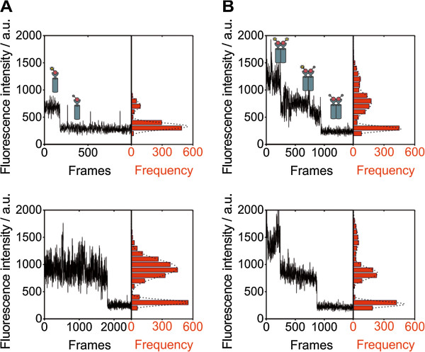 Single-molecule photobleaching reveals increased MET receptor dimerization upon ligand binding in intact cells.