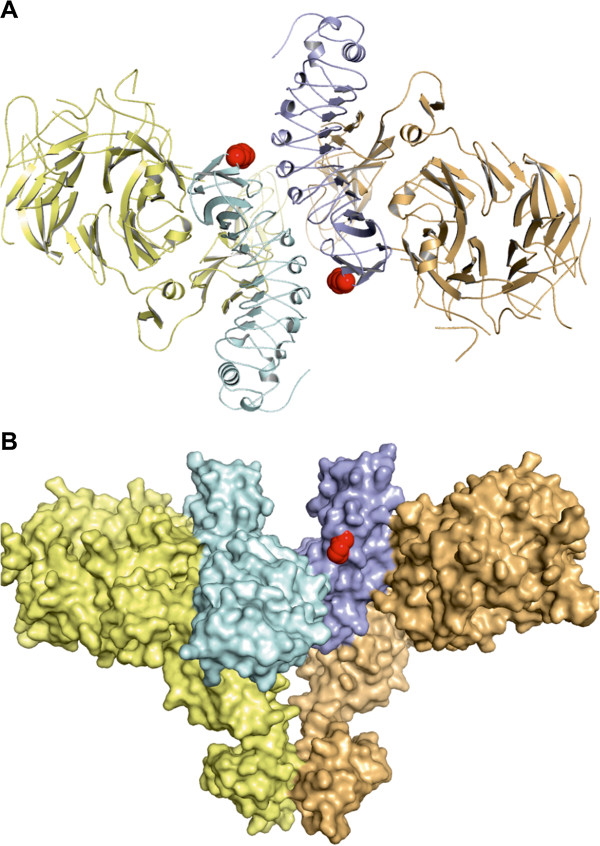 Single-molecule photobleaching reveals increased MET receptor dimerization upon ligand binding in intact cells.