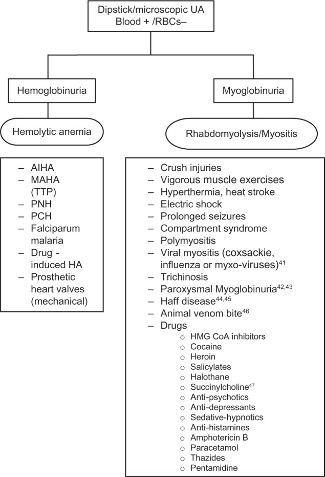 Hemoglobinuria misidentified as hematuria: review of discolored urine and paroxysmal nocturnal hemoglobinuria.