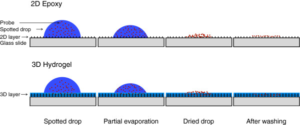 Drop drying on surfaces determines chemical reactivity - the specific case of immobilization of oligonucleotides on microarrays.