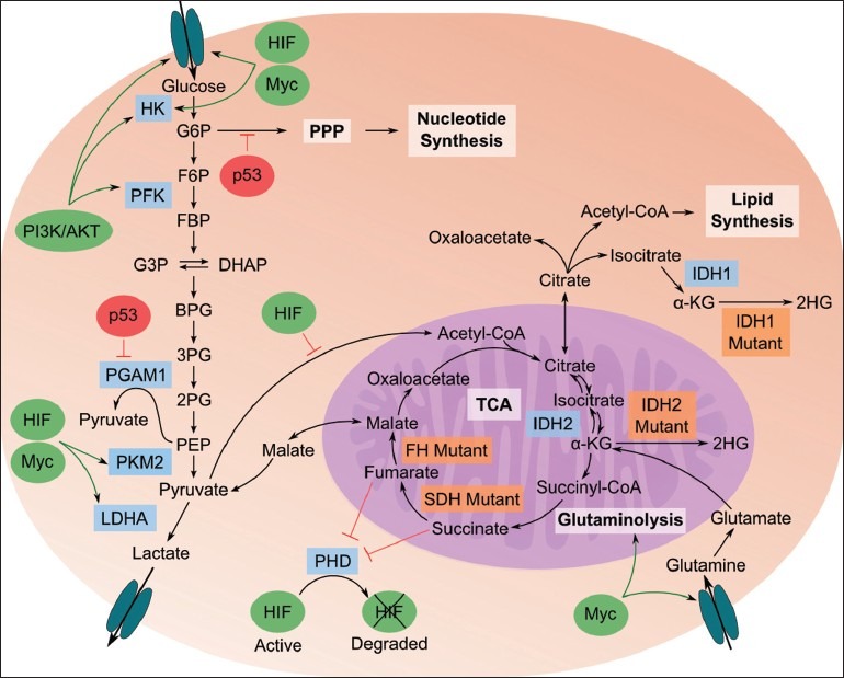 Applications of metabolomics in cancer research.