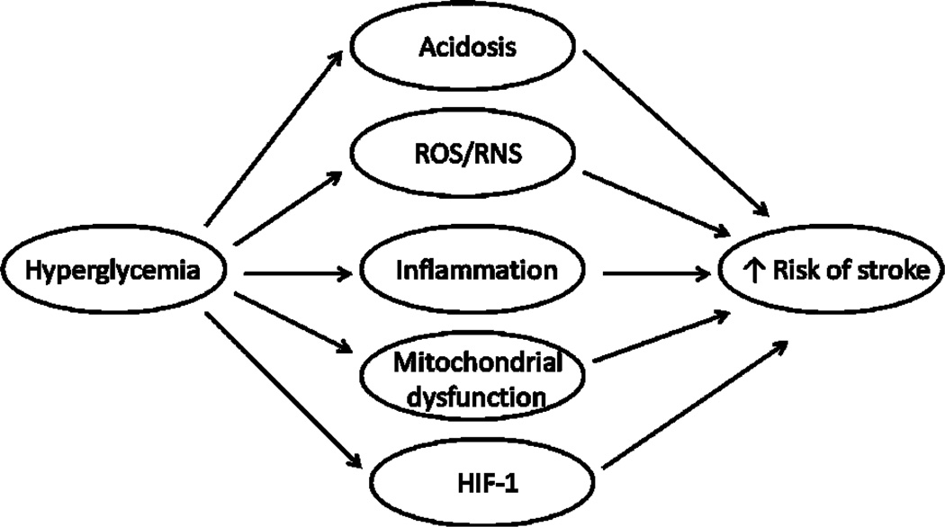 Hyperglycemia as a Risk Factor of Ischemic Stroke.