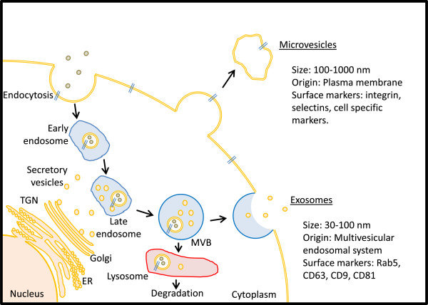 Exploiting paracrine mechanisms of tissue regeneration to repair damaged organs.