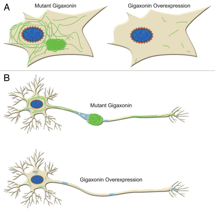 Explaining intermediate filament accumulation in giant axonal neuropathy.