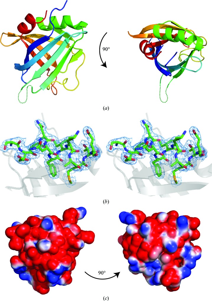 ErpC, a member of the complement regulator-acquiring family of surface proteins from Borrelia burgdorferi, possesses an architecture previously unseen in this protein family.