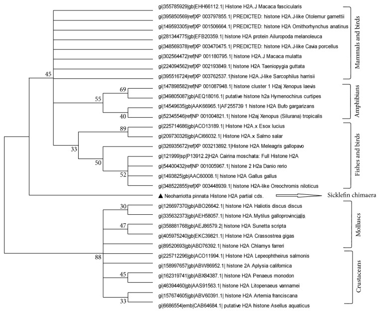 Characterization of Histone H2A Derived Antimicrobial Peptides, Harriottins, from Sicklefin Chimaera Neoharriotta pinnata (Schnakenbeck, 1931) and Its Evolutionary Divergence with respect to CO1 and Histone H2A.