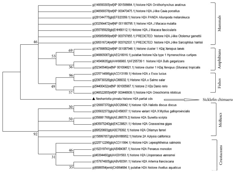 Characterization of Histone H2A Derived Antimicrobial Peptides, Harriottins, from Sicklefin Chimaera Neoharriotta pinnata (Schnakenbeck, 1931) and Its Evolutionary Divergence with respect to CO1 and Histone H2A.