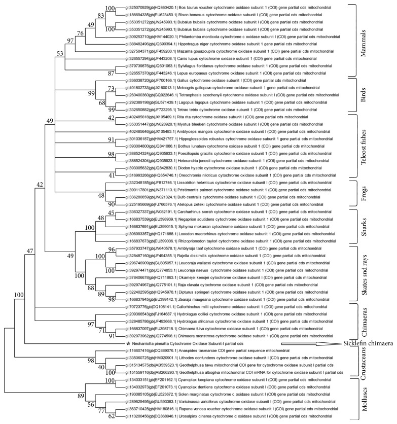 Characterization of Histone H2A Derived Antimicrobial Peptides, Harriottins, from Sicklefin Chimaera Neoharriotta pinnata (Schnakenbeck, 1931) and Its Evolutionary Divergence with respect to CO1 and Histone H2A.