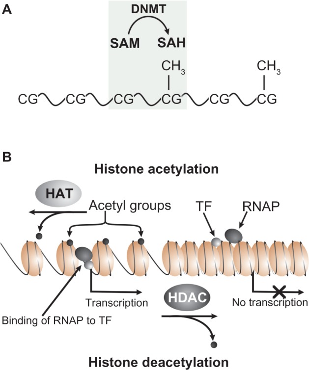 Unexplored potentials of epigenetic mechanisms of plants and animals-theoretical considerations.