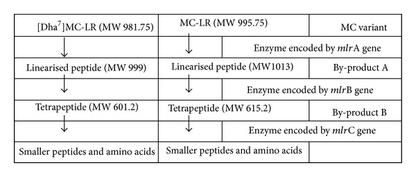 Degradation of [Dha(7)]MC-LR by a Microcystin Degrading Bacterium Isolated from Lake Rotoiti, New Zealand.