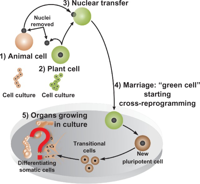 Unexplored potentials of epigenetic mechanisms of plants and animals-theoretical considerations.