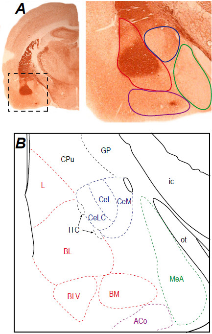 The amygdala between sensation and affect: a role in pain.