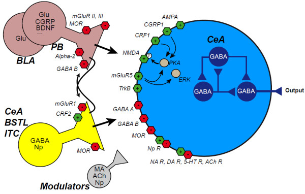 The amygdala between sensation and affect: a role in pain.