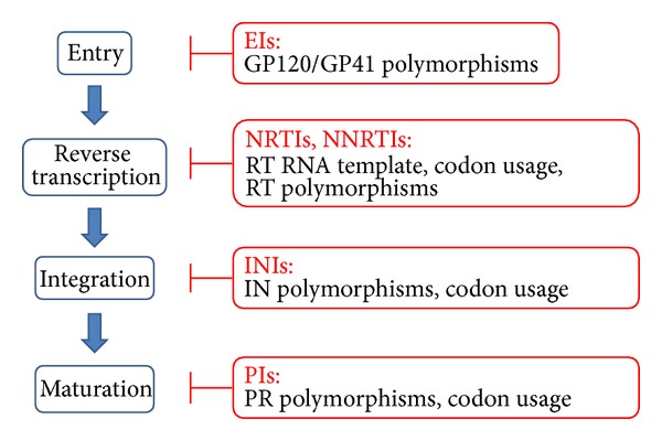 HIV-1 Genetic Variability and Clinical Implications.