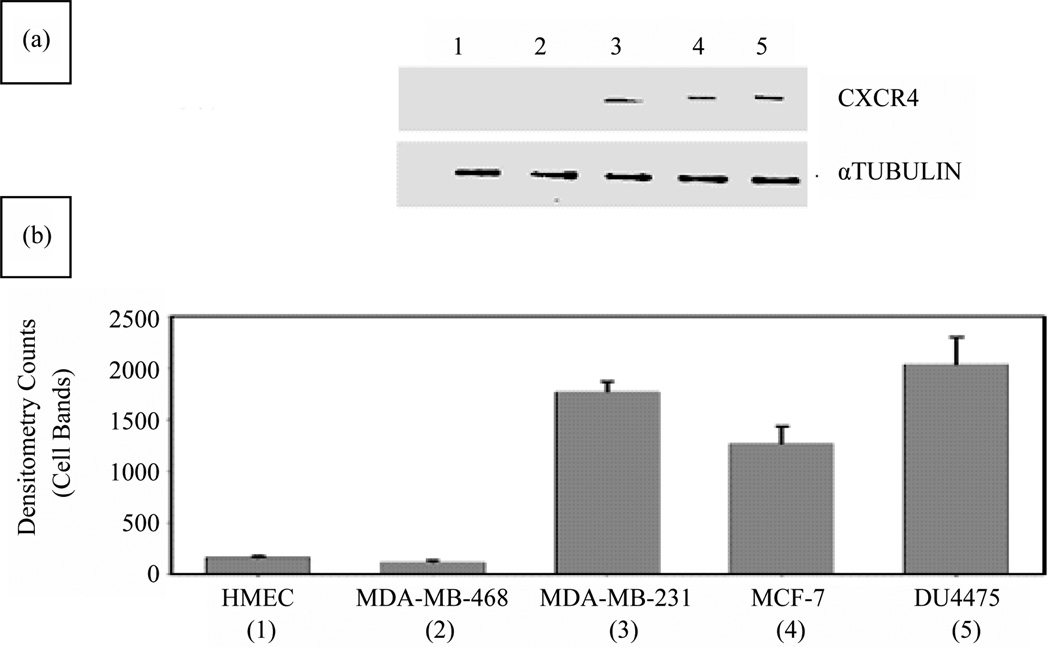 Nef-M1, a CXCR4 Peptide Antagonist, Enhances Apoptosis and Inhibits Primary Tumor Growth and Metastasis in Breast Cancer.