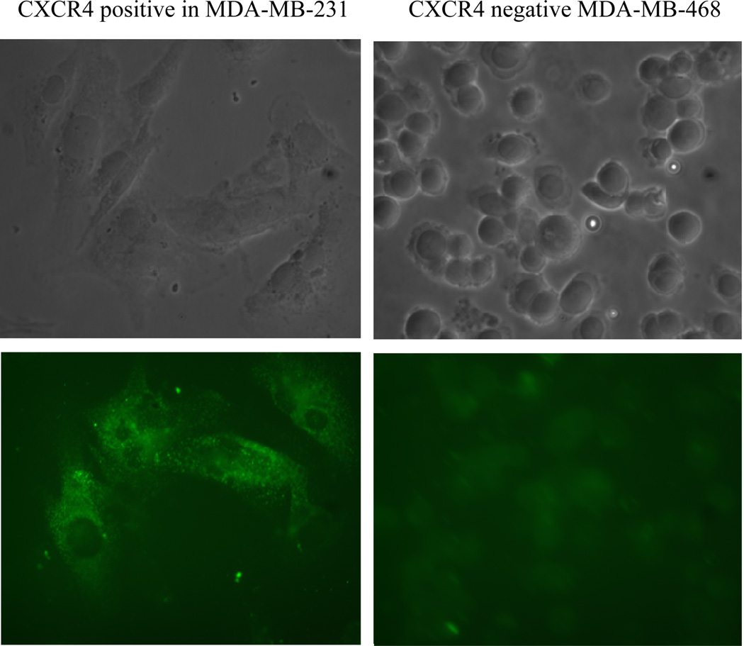 Nef-M1, a CXCR4 Peptide Antagonist, Enhances Apoptosis and Inhibits Primary Tumor Growth and Metastasis in Breast Cancer.