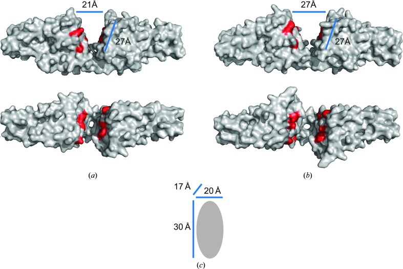 Further structural insights into the binding of complement factor H by complement regulator-acquiring surface protein 1 (CspA) of Borrelia burgdorferi.