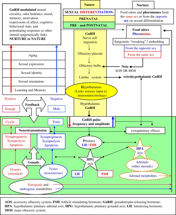 Nutrient-dependent/pheromone-controlled adaptive evolution: a model.