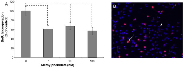 Correction: Methylphenidate enhances neural stem cell differentiation.