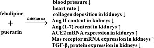 Effects of felodipine combined with puerarin on ACE2–Ang (1–7)–Mas axis in renovascular hypertensive rat