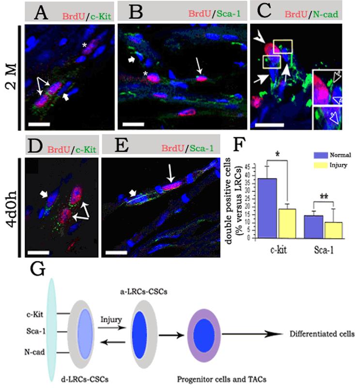 Identification of functional tissue-resident cardiac stem/progenitor cells in adult mouse