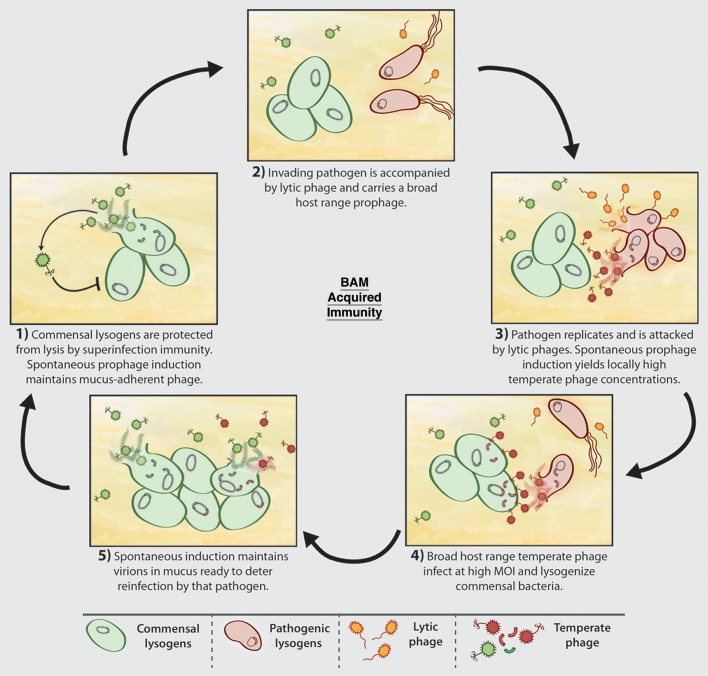 Innate and acquired bacteriophage-mediated immunity.