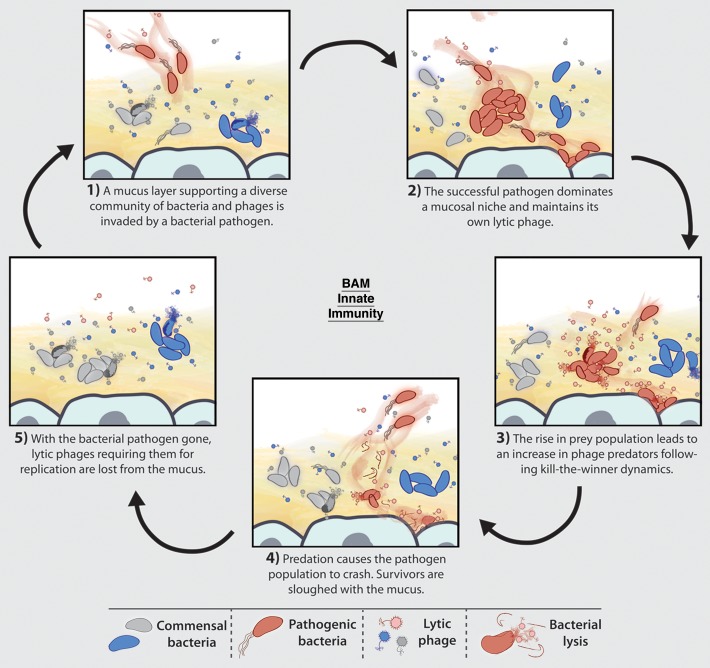 Innate and acquired bacteriophage-mediated immunity.