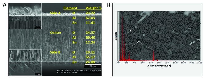 Cytotoxicity of cultured macrophages exposed to antimicrobial zinc oxide (ZnO) coatings on nanoporous aluminum oxide membranes.