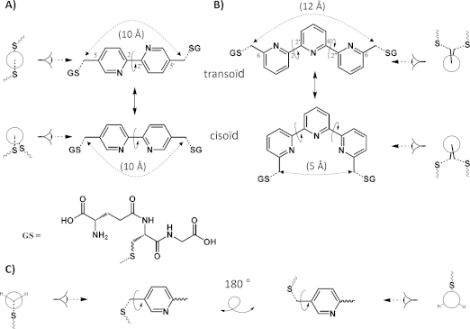 Conformational Study of an Artificial Metal-Dependent Regulation Site for Use in Designer Proteins.