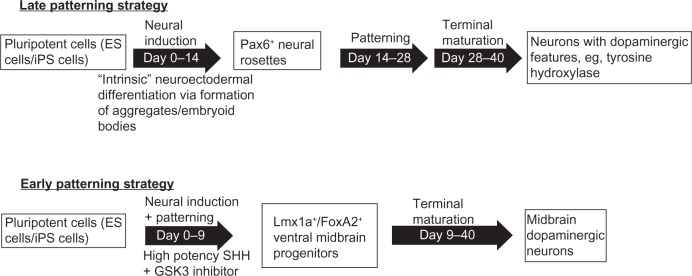 Patient-specific induced pluripotent stem cells in neurological disease modeling: the importance of nonhuman primate models.