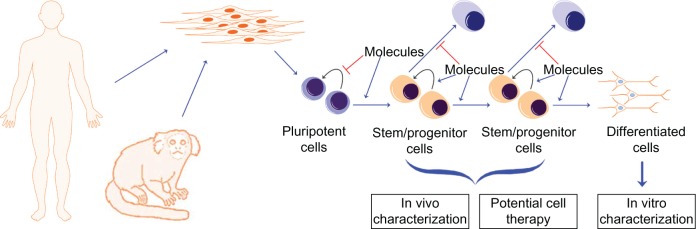 Patient-specific induced pluripotent stem cells in neurological disease modeling: the importance of nonhuman primate models.