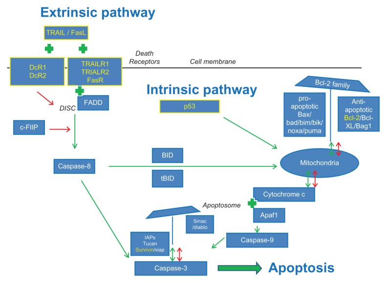 The prognostic value of the apoptosis pathway in colorectal cancer: a review of the literature on biomarkers identified by immunohistochemistry.