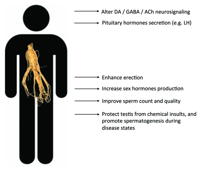 Ginseng and male reproductive function.