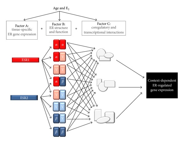 Estrogen signaling and the aging brain: context-dependent considerations for postmenopausal hormone therapy.